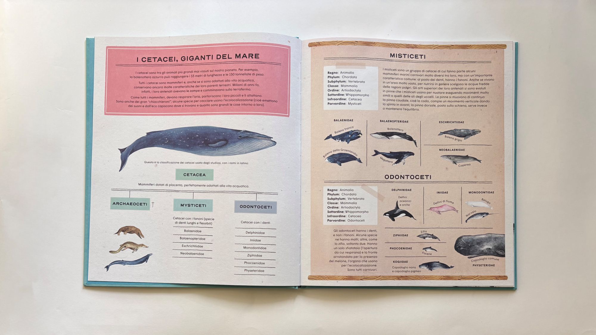 La vita segreta delle balene, Rena Ortega