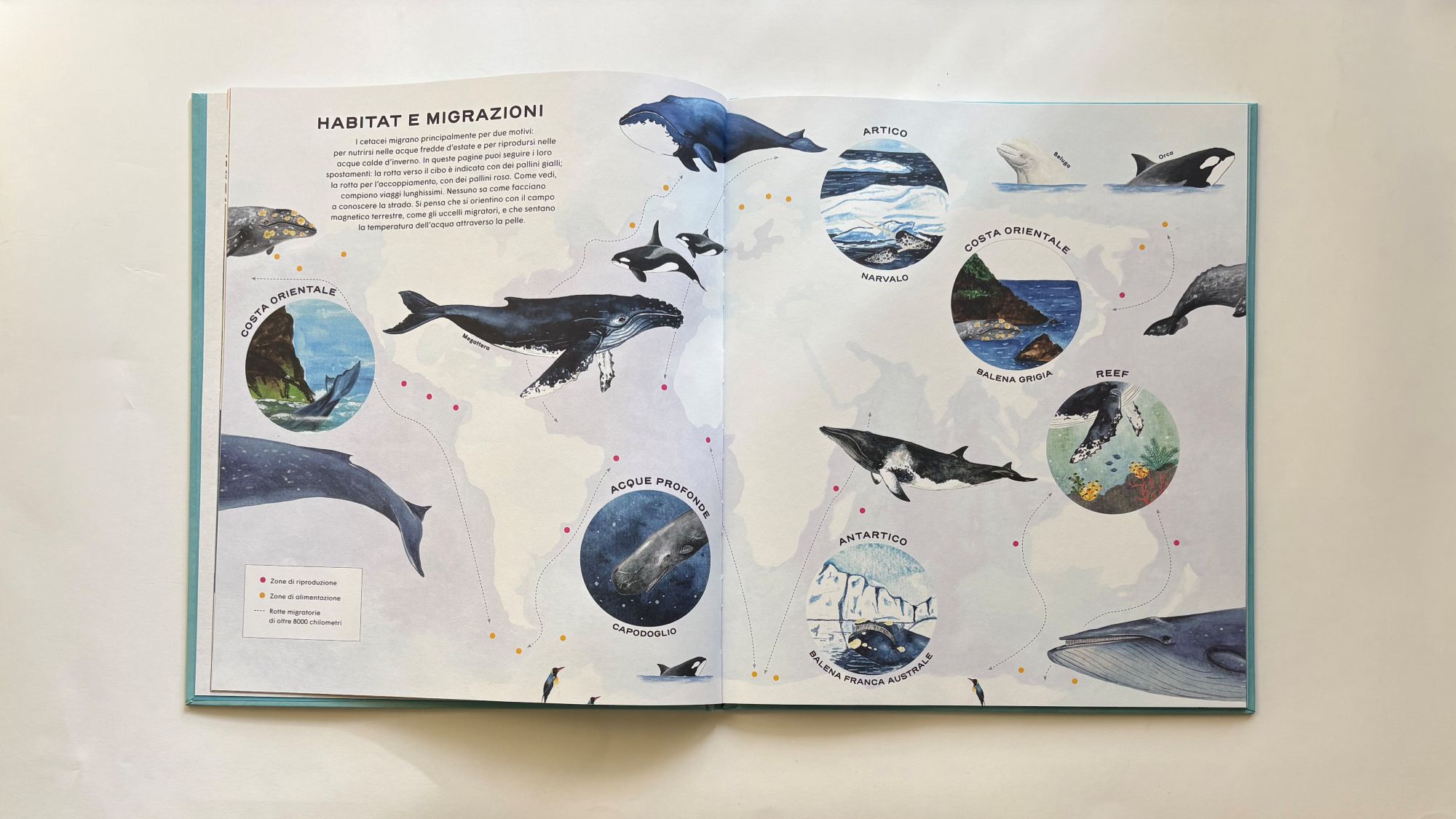 La vita segreta delle balene, Rena Ortega