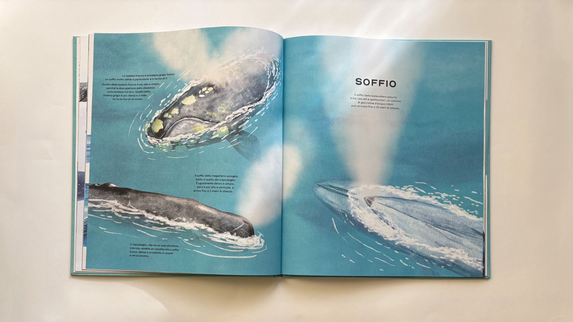 La vita segreta delle balene, Rena Ortega