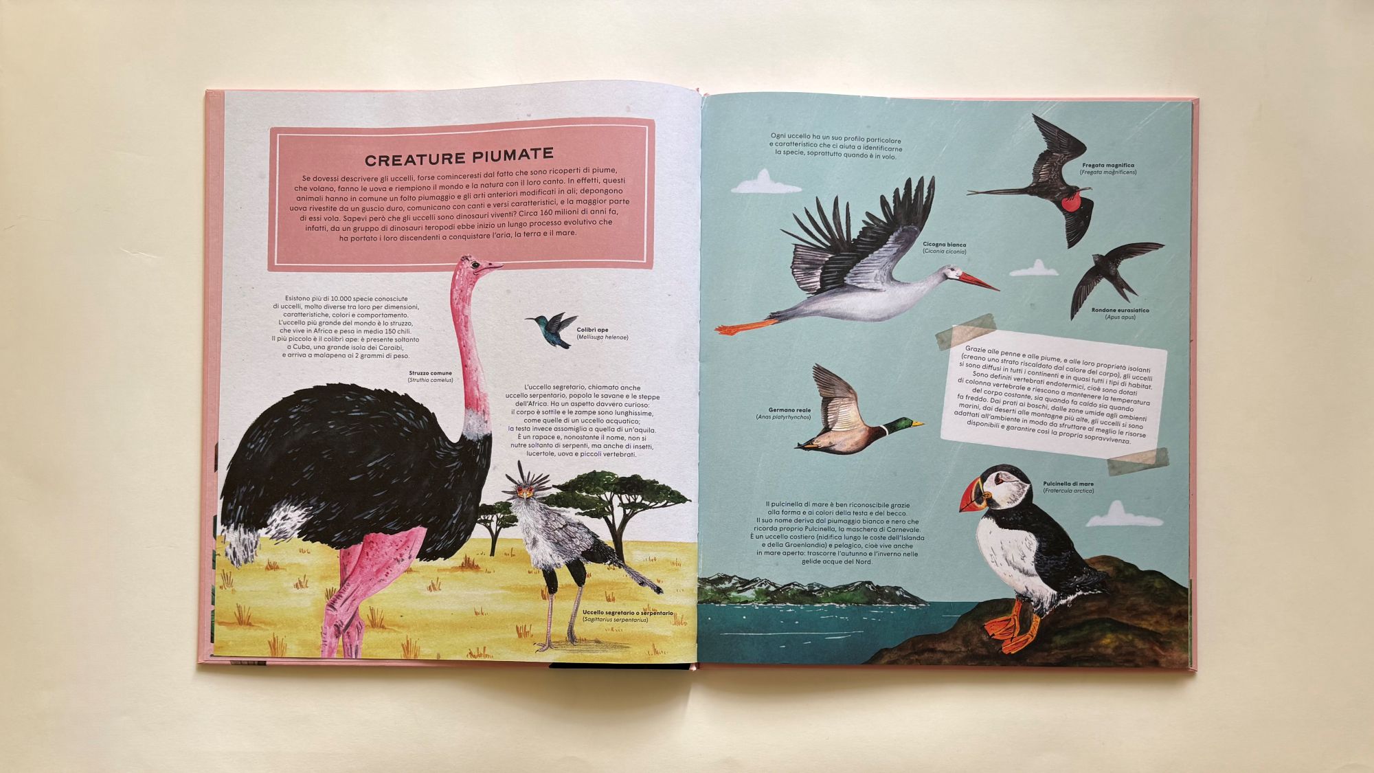 La vita segreta degli uccelli, Diana Escobar – Rena Ortega