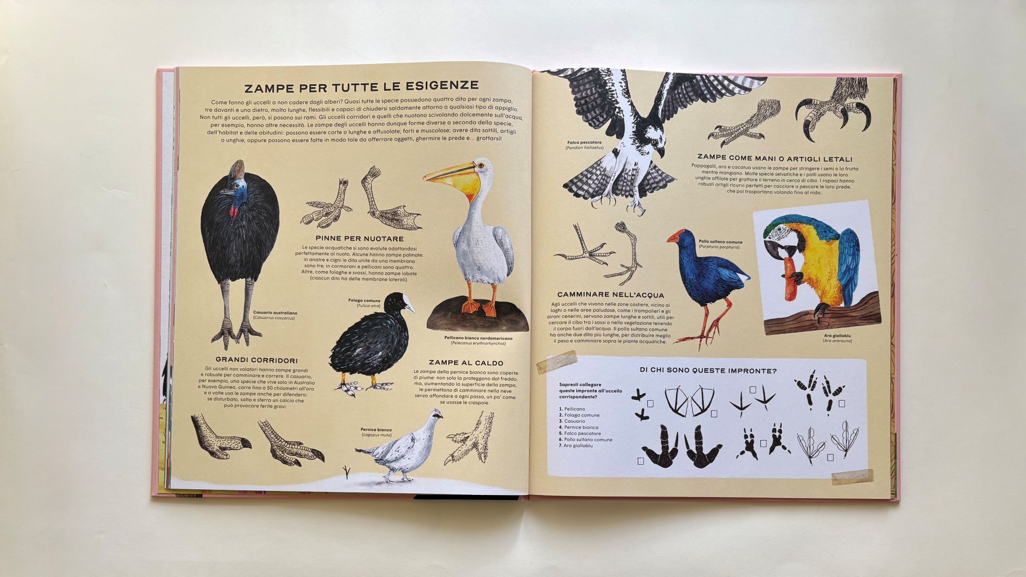 La vita segreta degli uccelli, Diana Escobar – Rena Ortega