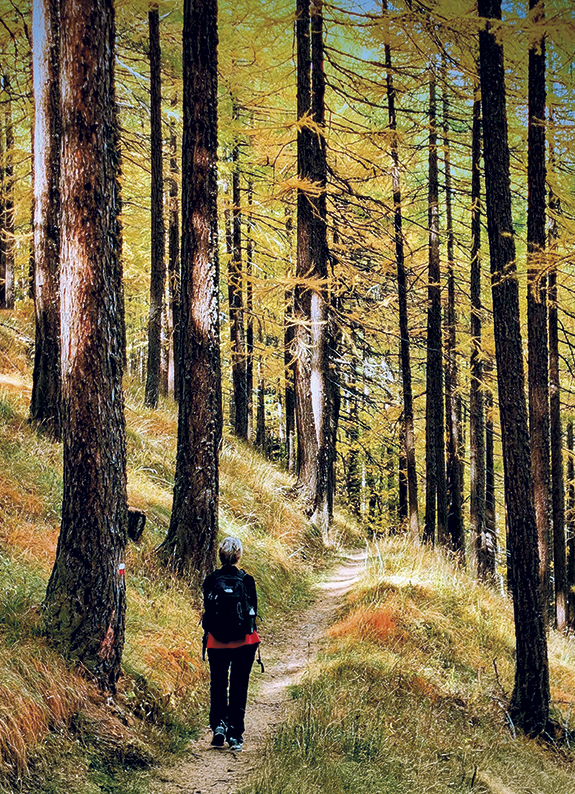 Nel Gran Bosco di salbetrand