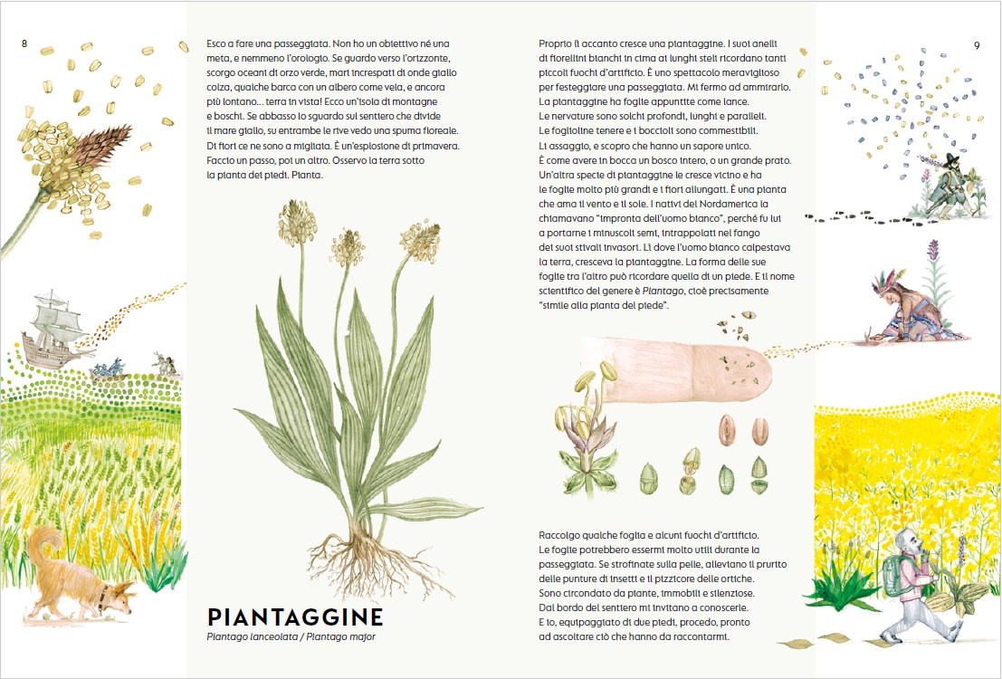 Tra le erbe di campo