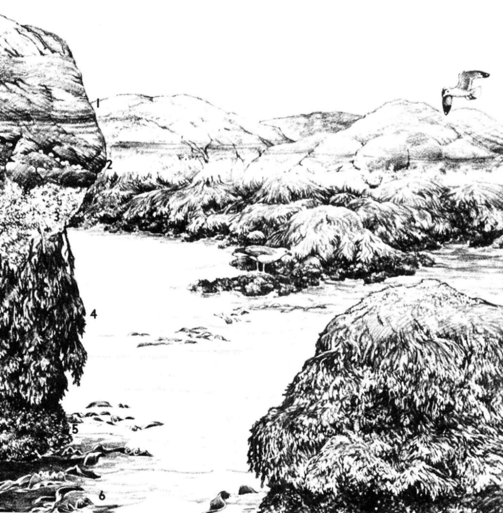da "La vita che brilla sulla riva del mare" di Rachel Carson