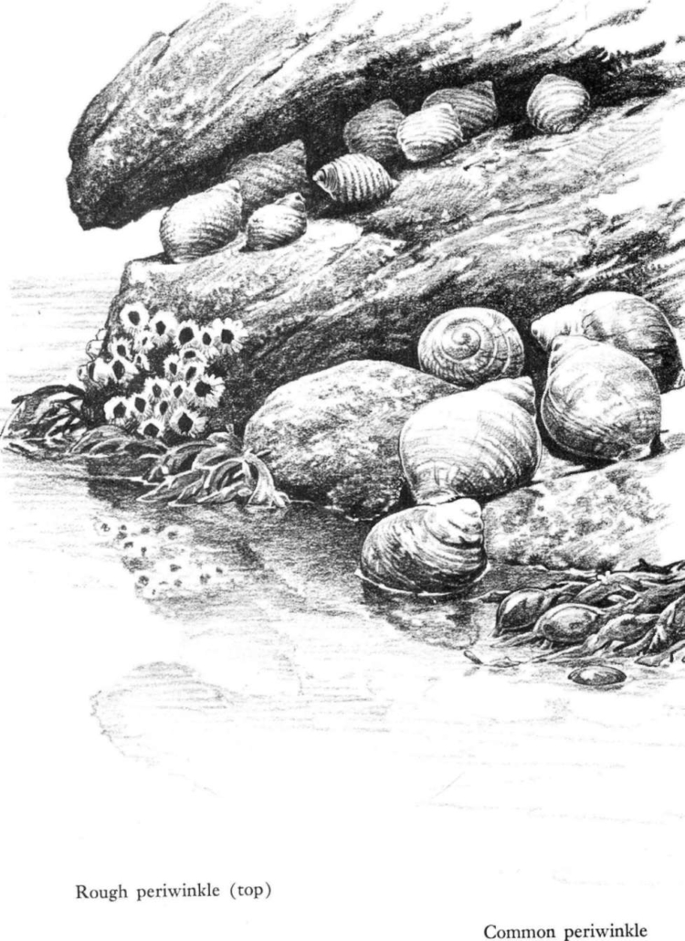 La vita che brilla sulla riva del mare